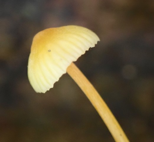 Walnut Mycena (Mycena crocea)
