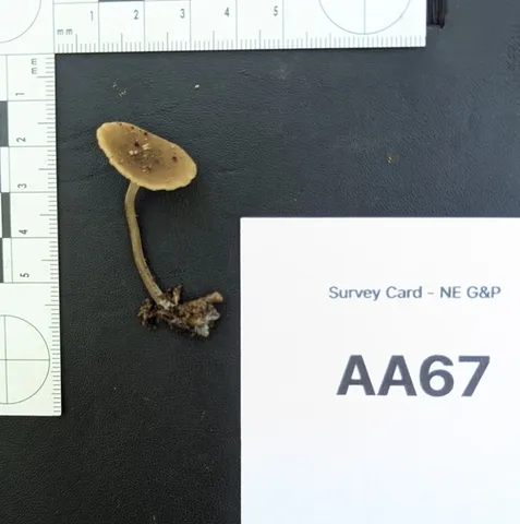 Dingy Twiglet (Simocybe centunculus)