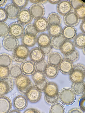 undefined (Elaphomyces spp.)