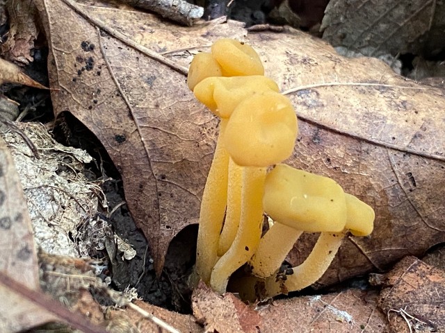 Jelly Babies (Leotia lubrica)