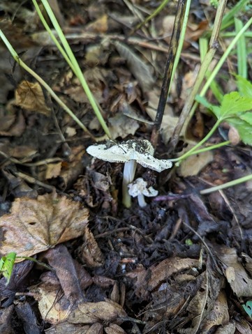 null (Inocybe velicopia)