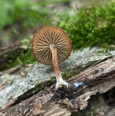 Dingy Twiglet (Simocybe centunculus)