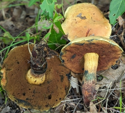 null (Boletus vermiculosoides)