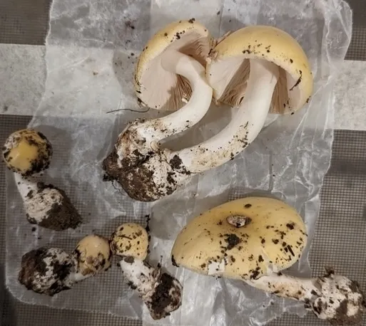 undefined (Amanita sp-IN34)