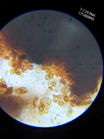 undefined (Sanghuangporus weirianus)