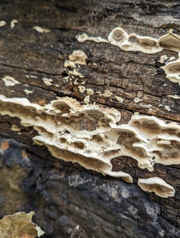 Smoky Polypore (Bjerkandera adusta)