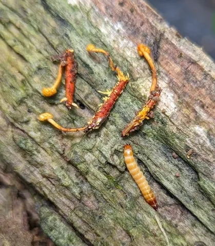 Cheeto Cordyceps (Ophiocordyceps variabilis)
