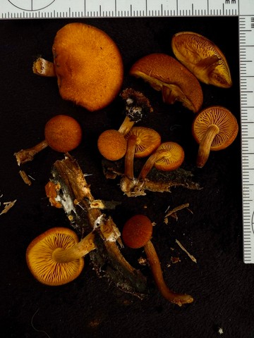 Rustgills And Gyms (Gymnopilus spp.)