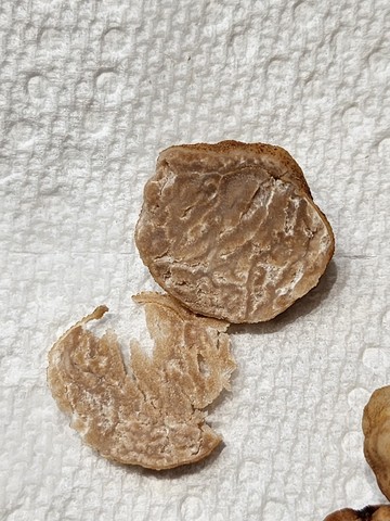 Truffles (Tuber sp.)