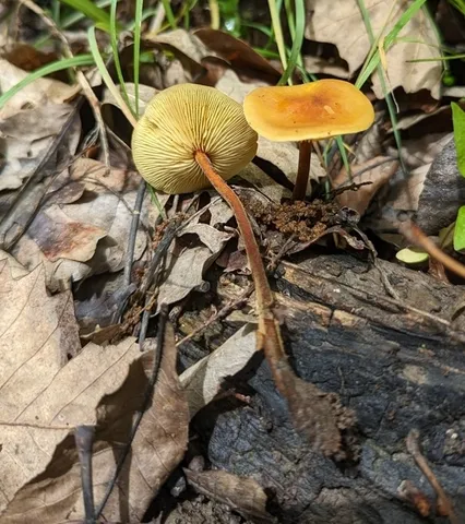 Orange Faint Foot Mushroom (Heimiomyces tenuipes)