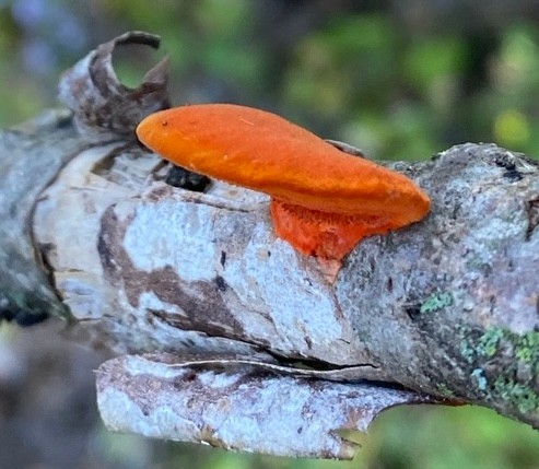 Northern Cinnabar Polypore (Trametes cinnabarina)