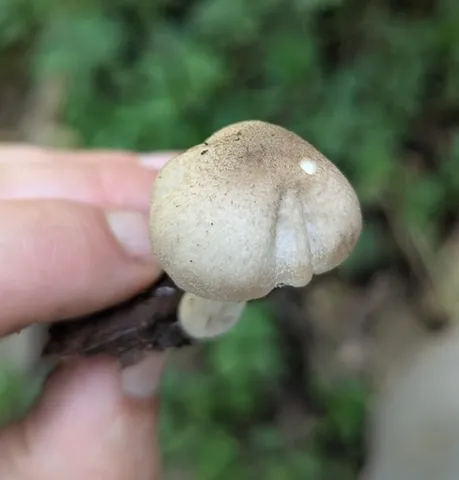 undefined (Psathyrella inflatocystis)