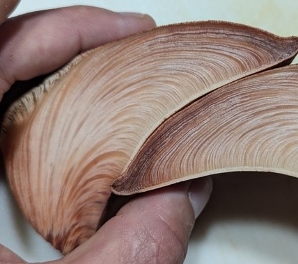 Beefsteak Fungus (Fistulina americana)