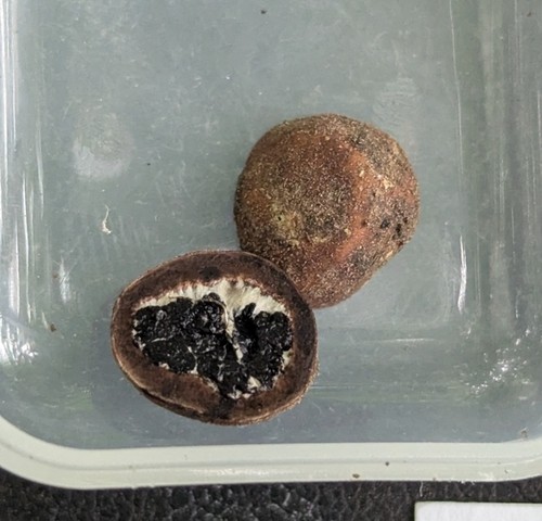 undefined (Elaphomyces sp.)