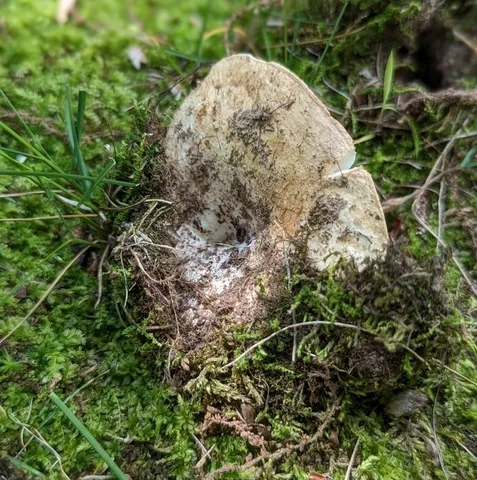undefined (Russula sp-NE02)