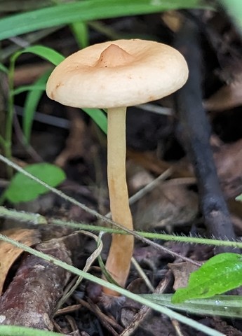 null (Lactarius subserifluus)