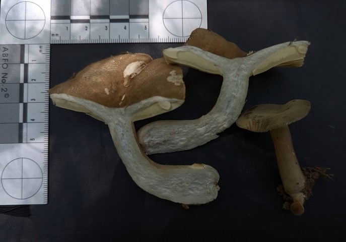 Common Milkcaps (Lactarius sp.)