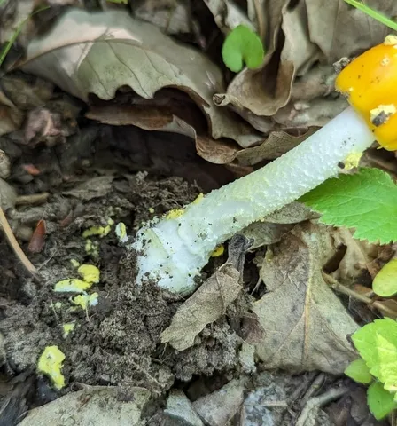 Yellow Patches (Amanita flavoconia)