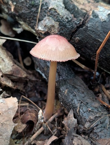 undefined (Mycena sp. 'IN6' (Mycena rutilantiformis))
