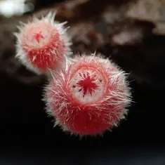 Pink Fringed Faery Cup