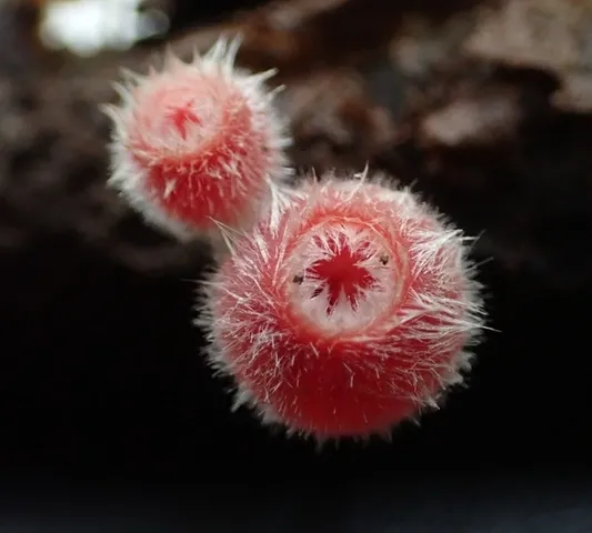 Microstoma floccosum