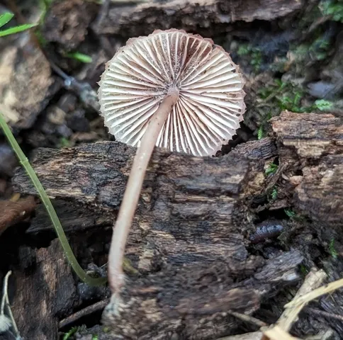Bleeding Fairy Helmet (Mycena sp. 'haematopus-IN01')