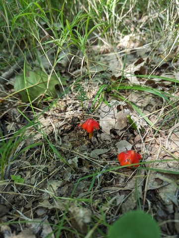 Sunset Waxycap (Hygrocybe acutoconica var. microspora)