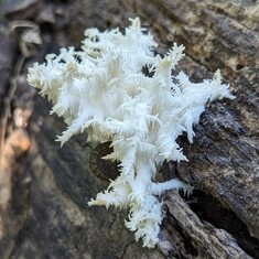 Coral Tooth Fungus