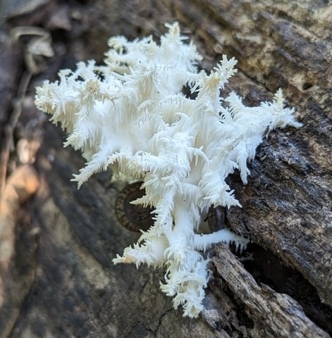 Coral Tooth Fungus (Hericium coralloides)