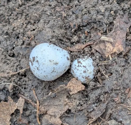undefined (Hymenogaster spp.)