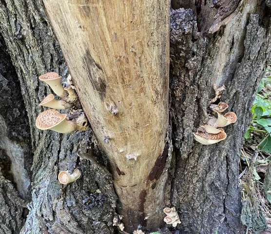 Dryad's Saddle (Cerioporus squamosus)