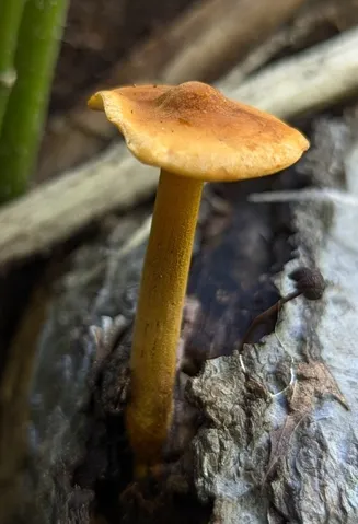 Orange Faint Foot Mushroom (Heimiomyces tenuipes)