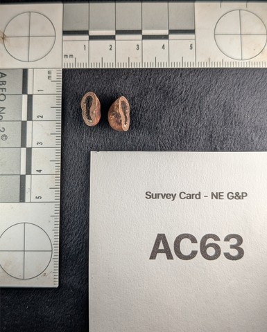 undefined (Elaphomyces sp.)