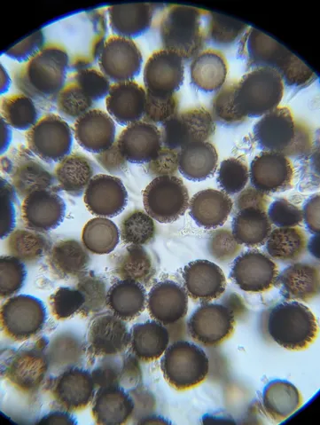 undefined (Elaphomyces spp.)