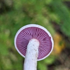 Purple-and-white Deceiver