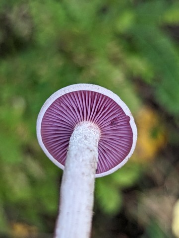 Purple-and-white Deceiver (Laccaria ochropurpurea)