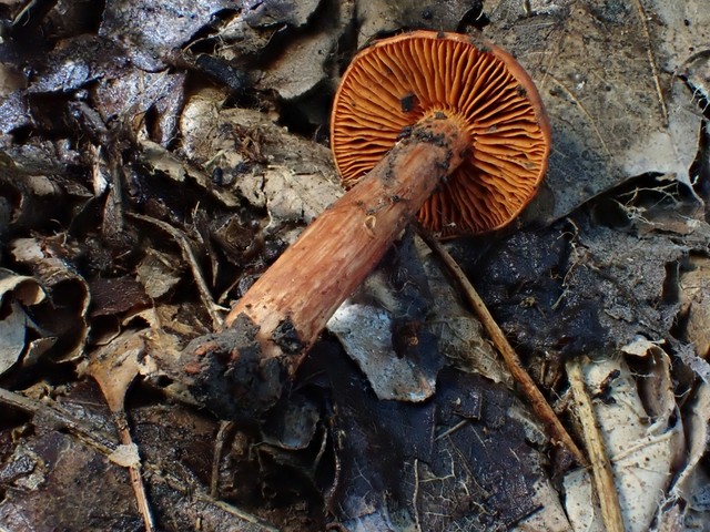 null (Cortinarius hesleri)