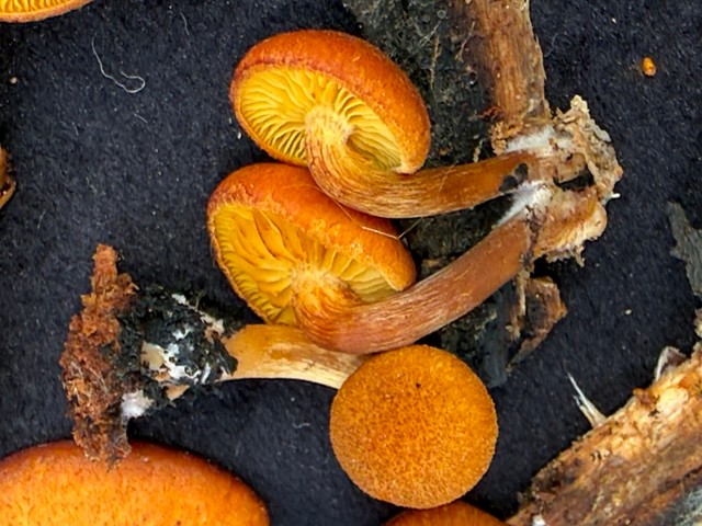 Rustgills And Gyms (Gymnopilus spp.)