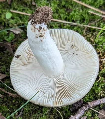 undefined (Russula sp-IN65)
