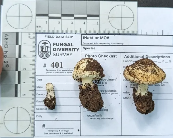 undefined (Inocybe sp-IN49)