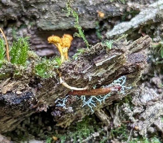 Cheeto Cordyceps (Ophiocordyceps variabilis)
