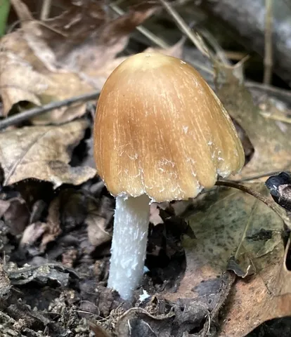 Pale Brittlestem (Candolleomyces candolleanus)