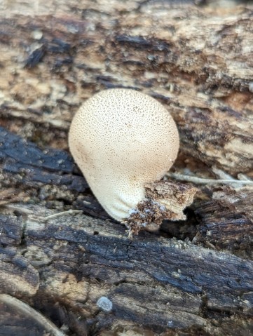 Pear-shaped Puffball (Apioperdon pyriforme)