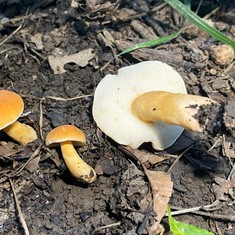 Chestnut Bolete