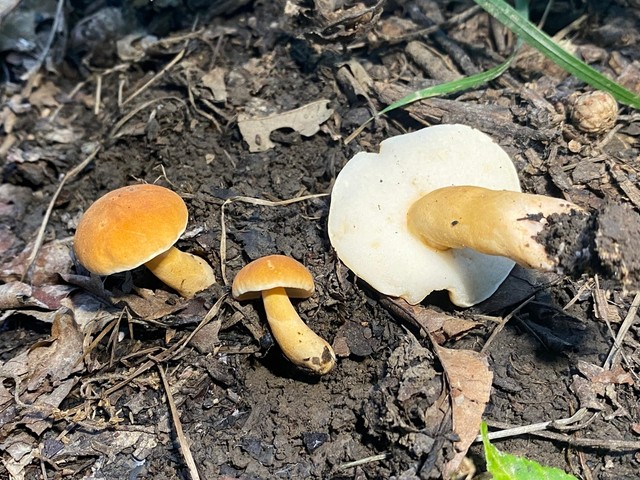 Chestnut Bolete (Gyroporus castaneus-IN07)