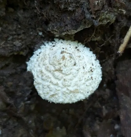 undefined (Cystolepiota cystidiosa)