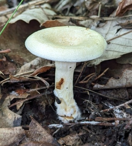 Yazoo Lactarius (Lactarius yazooensis-IN01)