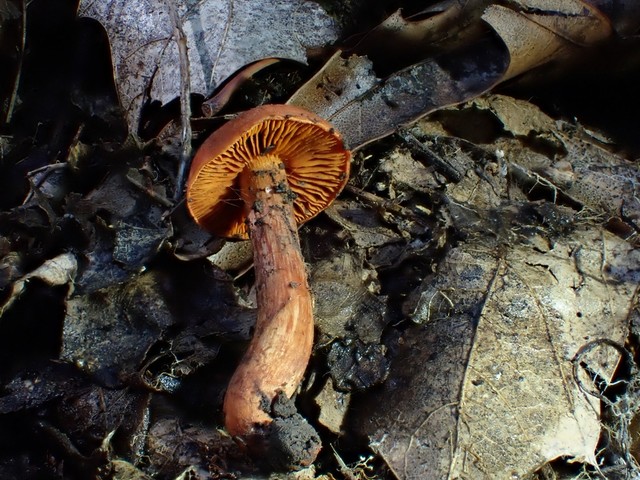 null (Cortinarius hesleri)