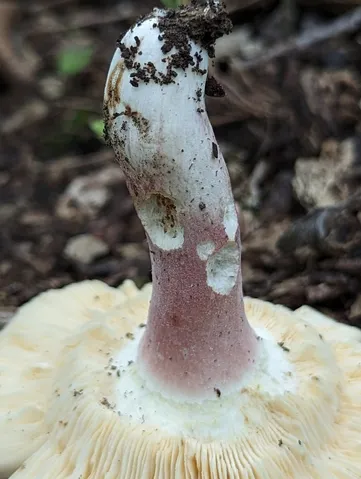 Purple-Bloom Russula (Russula sp-IN22)