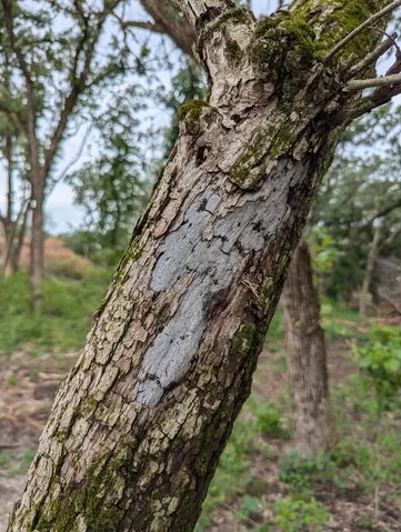 Hypoxylon Canker (Biscogniauxia atropunctata)